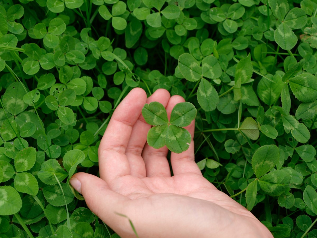 My Lucky Clover