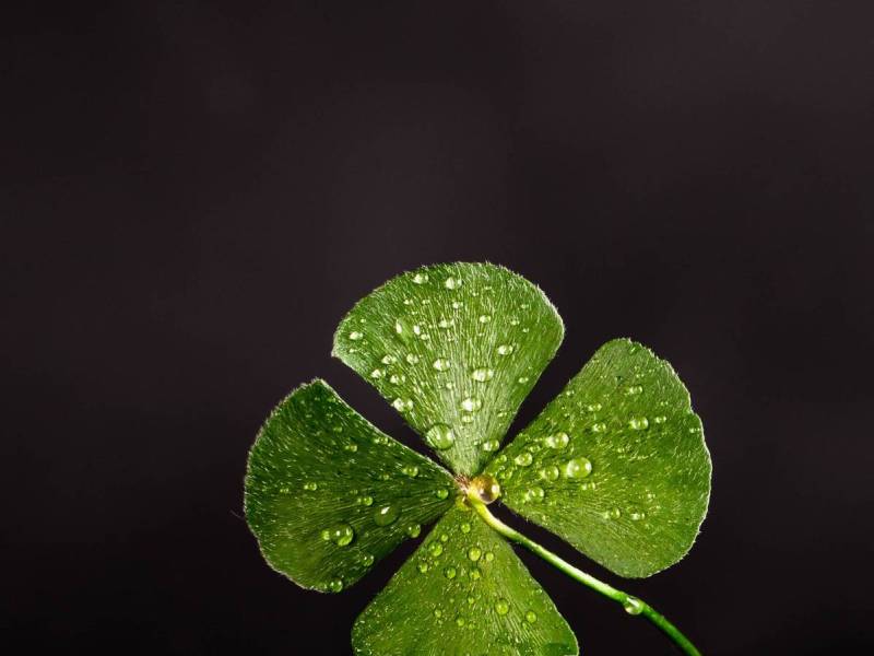 My Lucky Clover