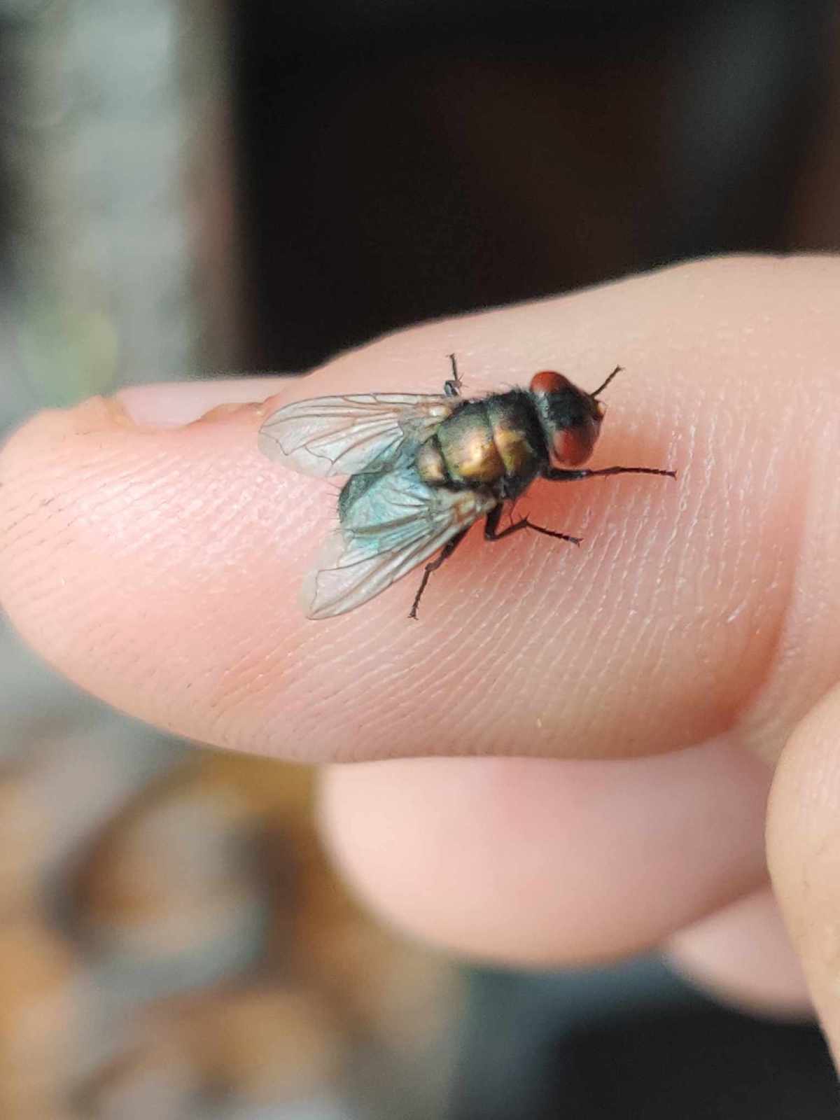 Woah! I Brought A Dead Fly Back To&nbsp;Life!