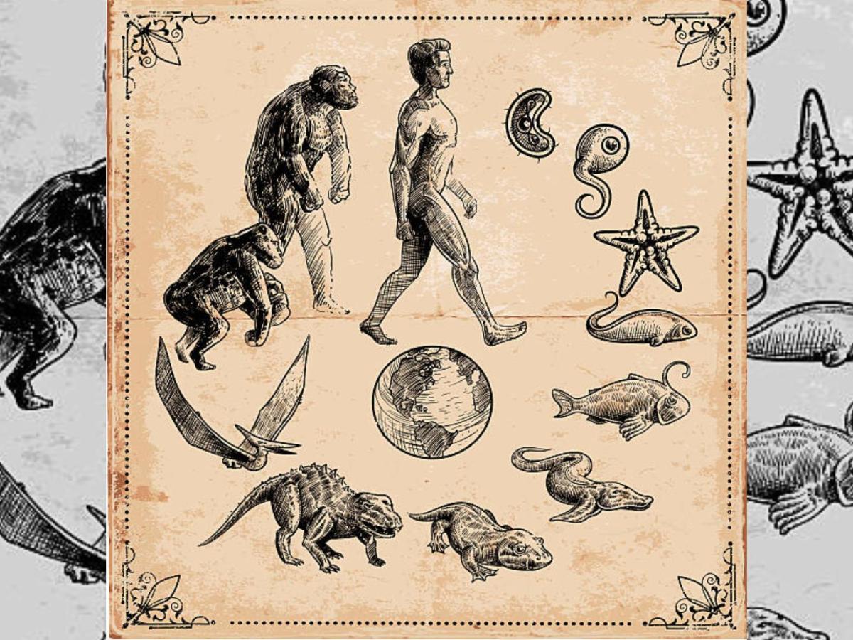 Wisdom of Fur, Fins, and Feathers: Animal&nbsp;Lives