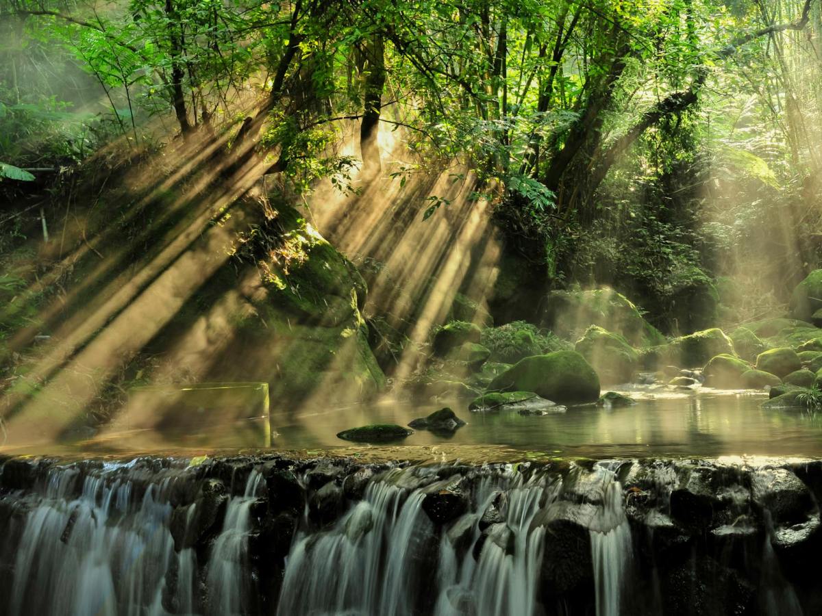 Forest Adventure-My Client Becomes a&nbsp;Tree!