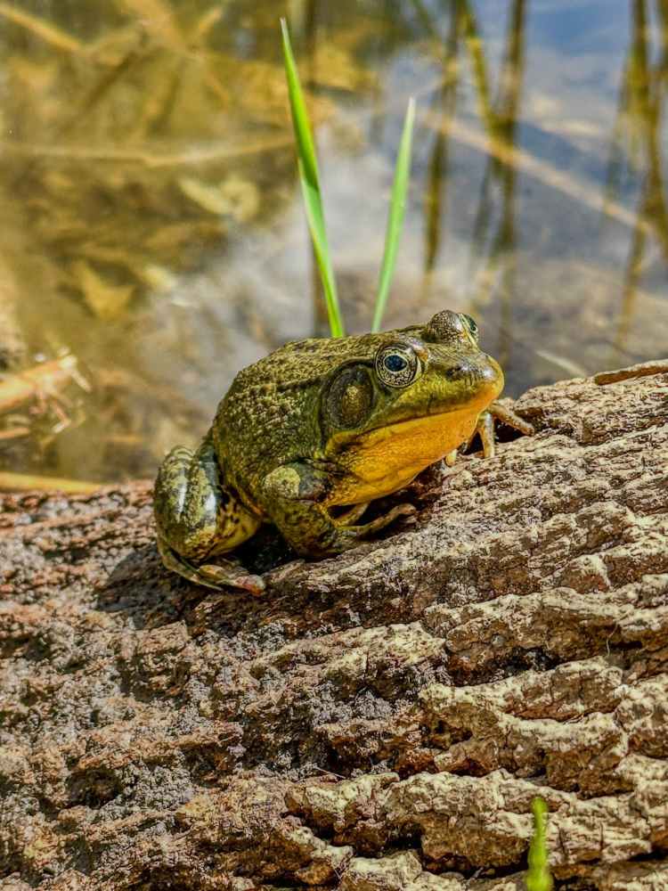 Session Snippet: The Fat Happy&nbsp;Frog